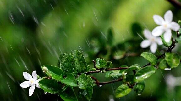 近枝翠绿鲜叶下热带雨水落在花园里分辨率4KDci