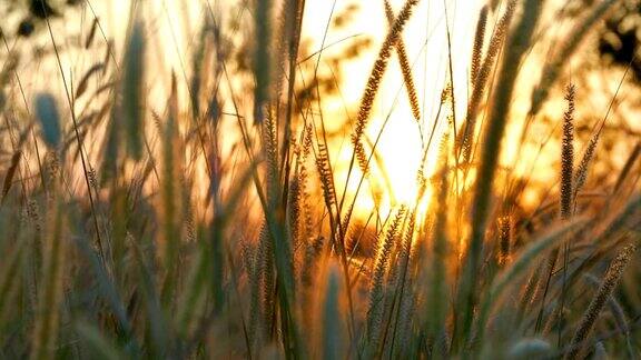 草对日落