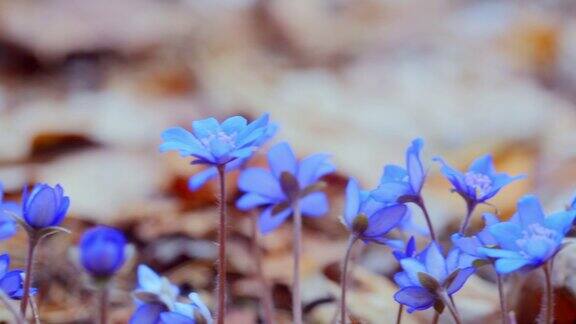 初春的蓝色雪花莲绽放宏