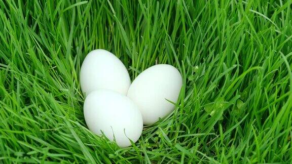 新鲜的农场鸡蛋躺在绿草地上的鸟巢里