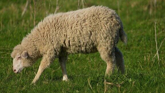 草地上的羊摇晃着呼吸吃着草尖叫着把头转向一边4k拍摄