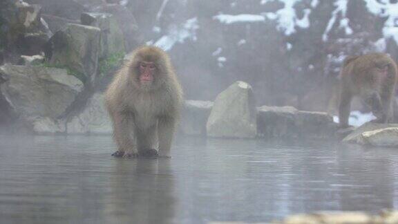 雪猴红脸日本猕猴用雾和雪喝热水