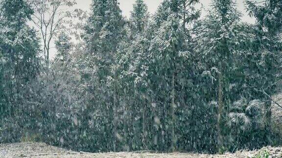 大雪景象