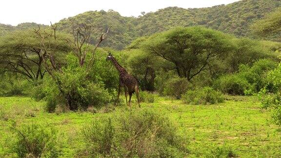 一群长颈鹿走在非洲大草原上沉浸在野生的大自然中