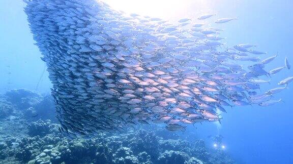 鱼饵球鱼群在蓝绿色的水珊瑚礁在加勒比海库拉索岛与潜水员在背景