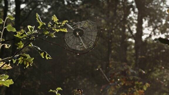 一个秋天的早晨森林里结满露珠的蜘蛛网