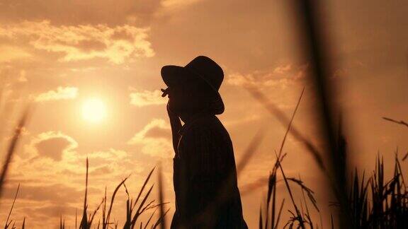 夕阳下老农民站在稻田里检查作物的剪影