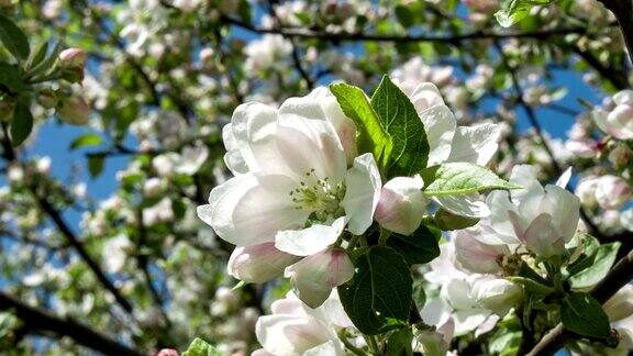盛开的苹果树