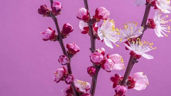 春天的花杏花在杏树枝上在粉红色的背景上开花