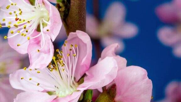 桃花盛开在蓝色背景的水平格式延时4k视频桃树在春天开花的视频