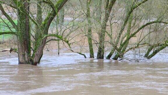 树木站在肮脏的棕色洪水的水流的特写