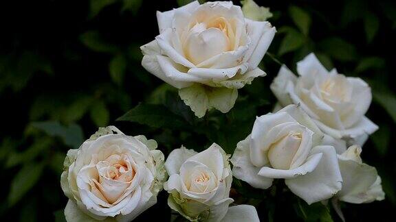 一丛盛开的白玫瑰