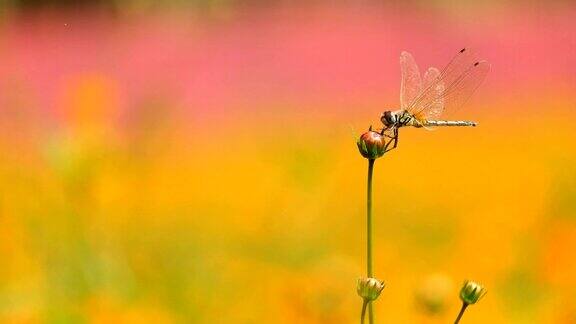 花园里的宇宙花上的蜻蜓
