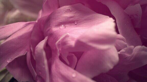多莉微距拍摄美丽盛开的花朵特写