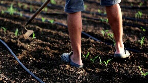 在有机农场农民用锄头给地里的玉米幼苗除草