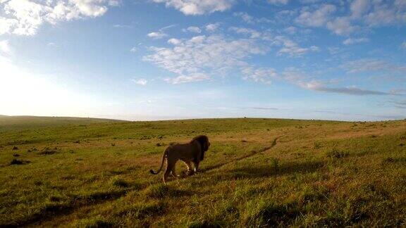 草原上孤独的狮子跟拍