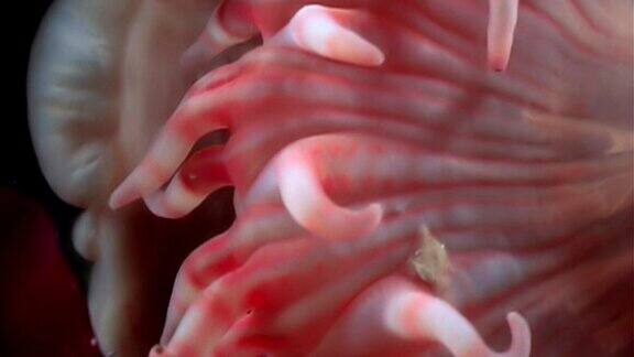 红色海葵接近水下白海海床