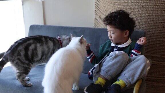 小男孩和他的猫