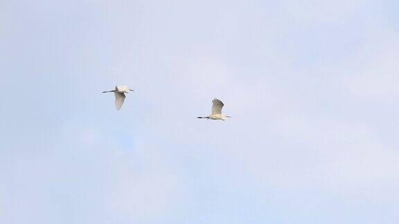 白鹭在晴朗的春天的天空中飞翔