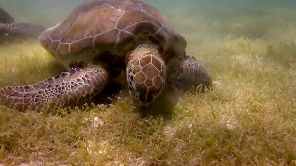 两只蠵龟在水下