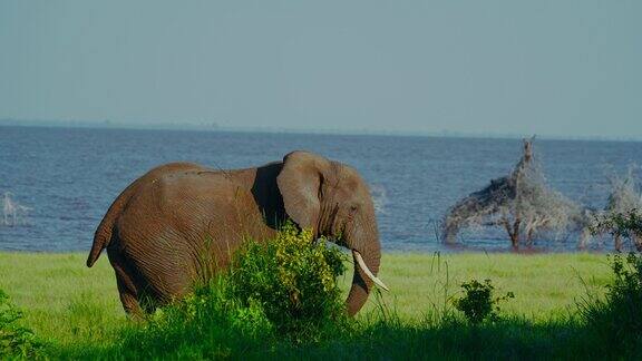 天空下非洲大象在坦桑尼亚平静的湖边牧场上吃草