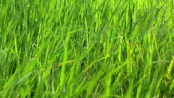 农场里的绿色水稻