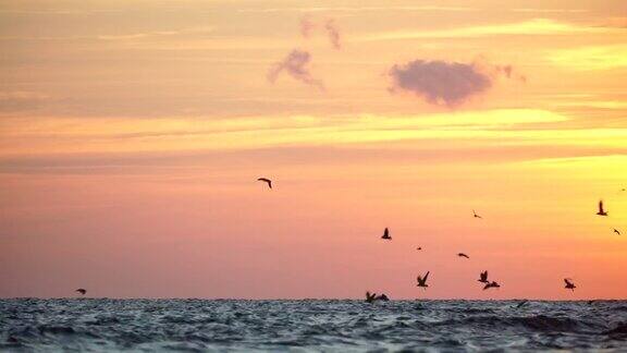一群海鸥在海里飞翔捕鱼暖暖的夕阳洒满了大海阳光灿烂日落时海鸥的身影以慢镜头从镜头前飞离背景是大海