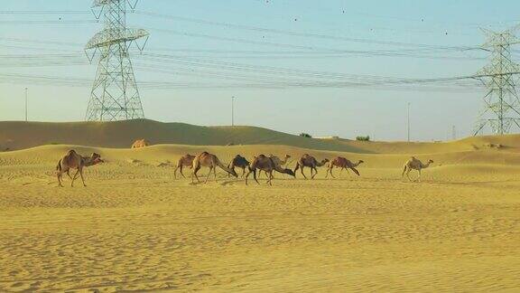 骆驼在沙漠中走来走去吃草阿拉伯联合酋长国迪拜