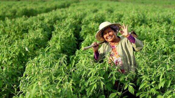 快乐的亚洲农民在芝麻地里微笑
