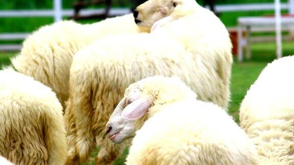 农场里的白羊