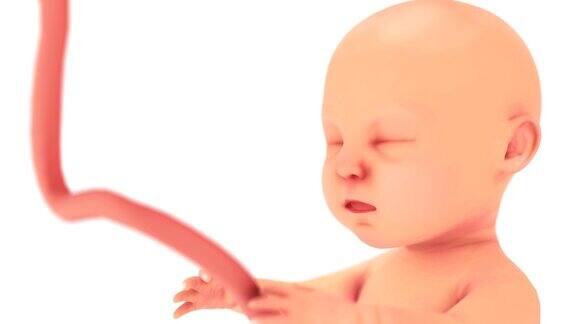 母亲子宫内未出生的婴儿或胎儿