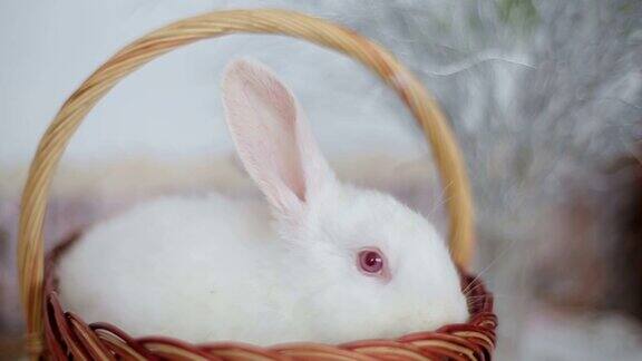 复活节篮子里有两只白兔