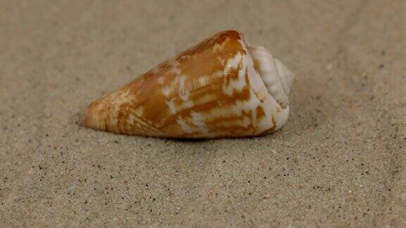 特写旋转的贝壳躺在沙丘上