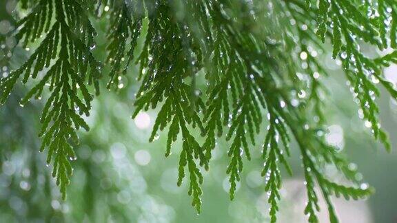 一棵雪松树被湿漉漉的水滴覆盖着