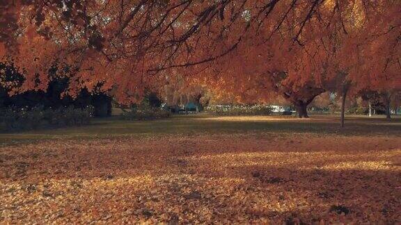 秋天公园里的大树都是黄色的令人惊叹