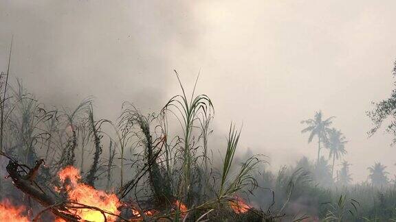 野火而干旱特写火焰农业燃烧农田产生的烟雾和空气污染