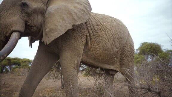 一头大象走在安波塞利国家公园的草原上