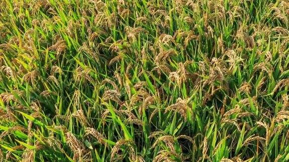 成熟的水稻在农田里