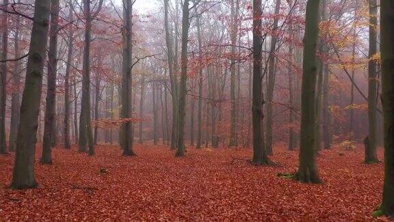 雾蒙蒙的秋天森林鸟瞰图
