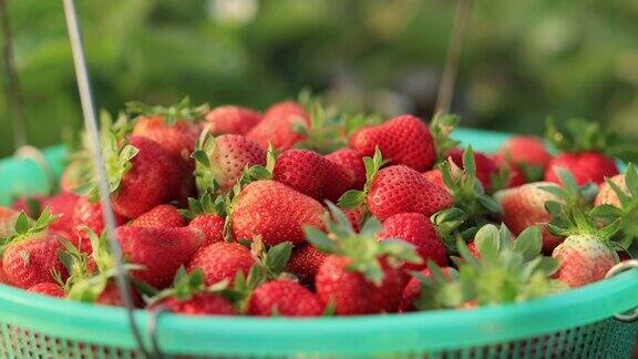 许多新鲜的草莓果实采摘在篮子里