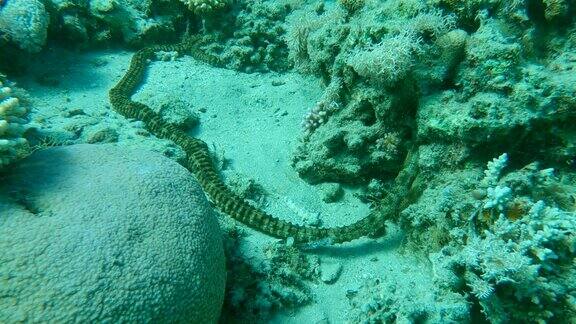 红海珊瑚礁上的巨型突触海蛇特写