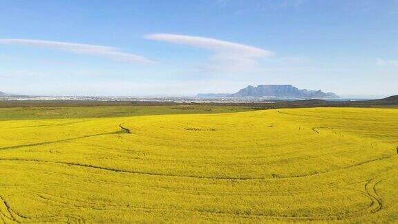 鸟瞰图在黄色油菜籽田与桌山的背景