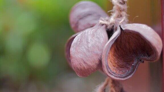 干槟榔用绳子吊着装饰挂在温泉木门上的物品