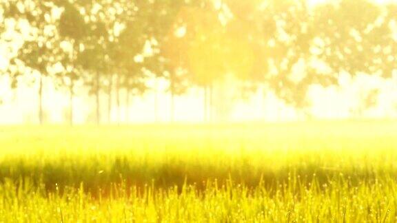 稻田里的小农舍阳光和耀斑