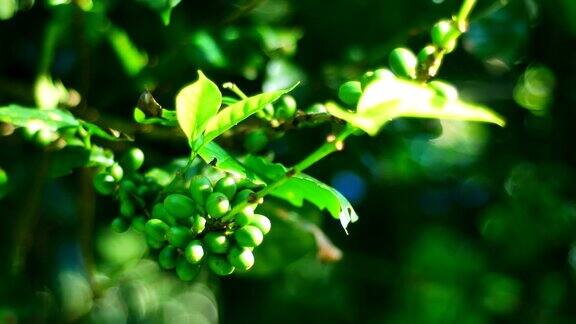 泰国北部清莱省的绿咖啡豆