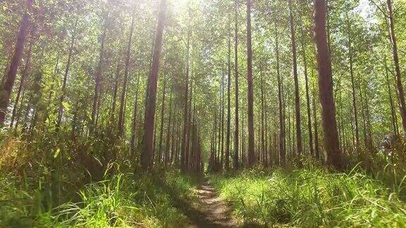 穿越茂密的森林