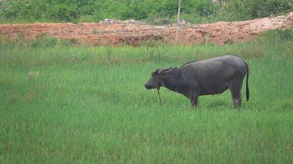 绿色稻田里的亚洲水牛
