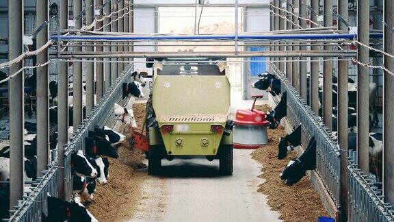 一辆卡车正在把饲料倒在农场地板上喂牛