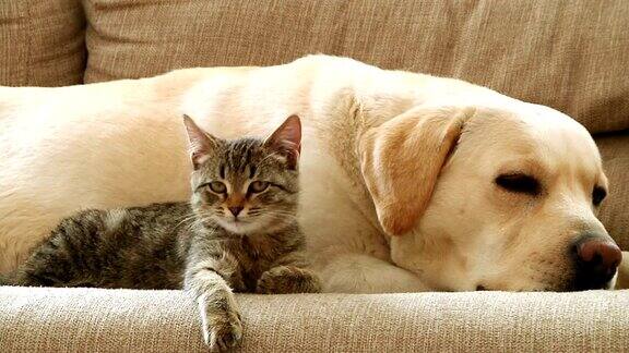 狗和猫