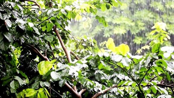 热带雨林中的雨水